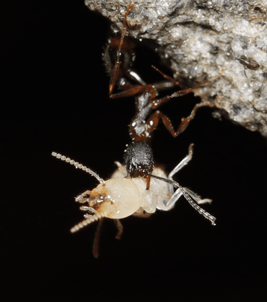 Aphaenogaster rudis photo 57