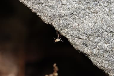Aphaenogaster rudis photo 58