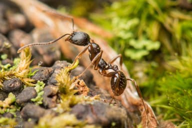 Aphaenogaster rudis photo 59