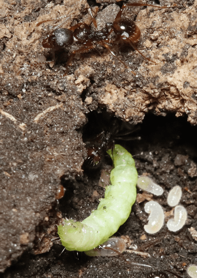 Aphaenogaster rudis photo 60