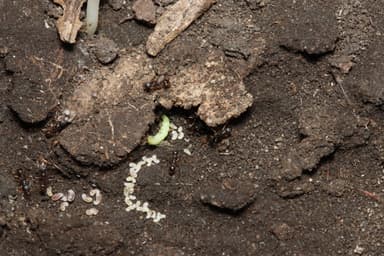 Aphaenogaster rudis photo 61