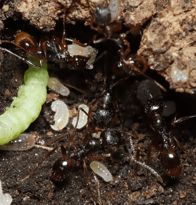 Aphaenogaster rudis photo 62