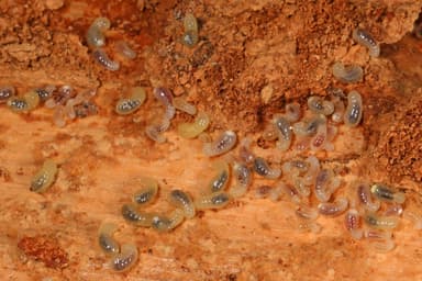 Aphaenogaster rudis — colony photo 1