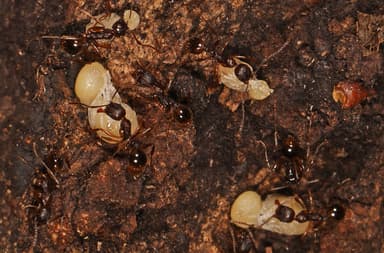 Aphaenogaster rudis photo 2