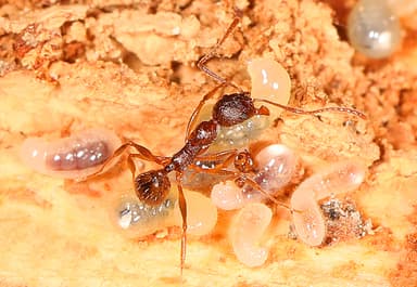 Aphaenogaster rudis photo 3