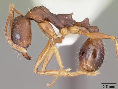 Aphaenogaster rudis — queen photo 4