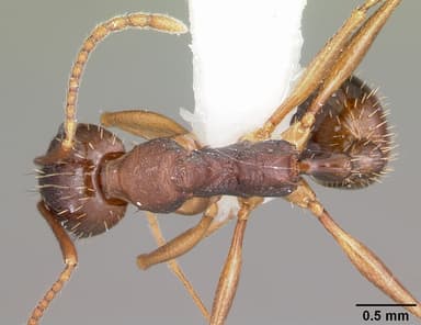 Aphaenogaster rudis — queen photo 5