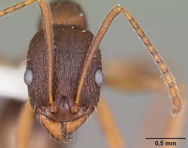 Aphaenogaster rudis — queen photo 7