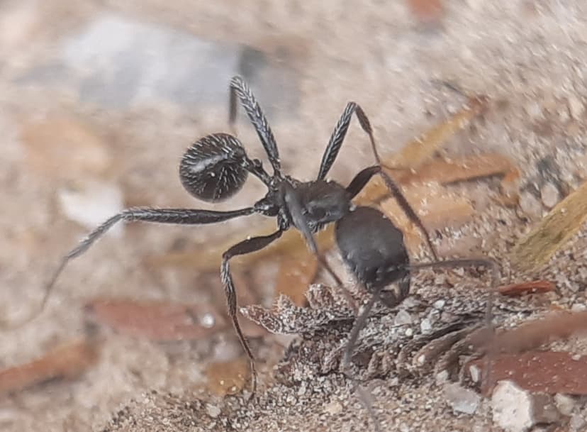 Aphaenogaster senilis photo 1