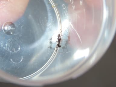 Aphaenogaster senilis photo 9