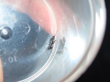 Aphaenogaster senilis photo 11