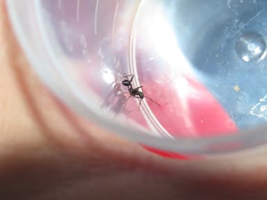 Aphaenogaster senilis photo 13
