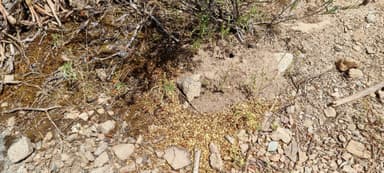 Aphaenogaster spinosa — worker photo 1