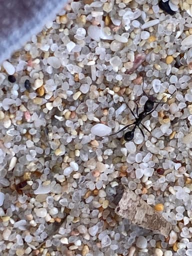 Aphaenogaster spinosa photo 12