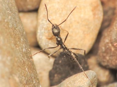 Aphaenogaster spinosa photo 14