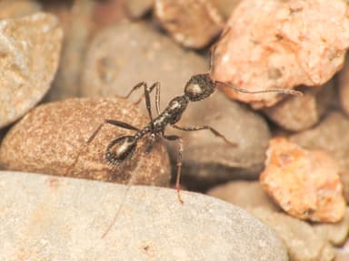 Aphaenogaster spinosa photo 15