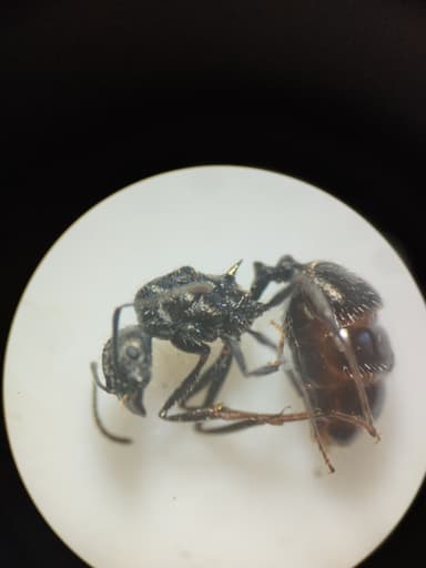Aphaenogaster spinosa — queen photo 17