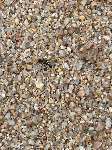 Aphaenogaster spinosa photo 18