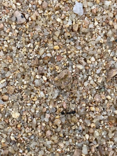 Aphaenogaster spinosa photo 19