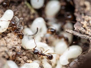 Aphaenogaster subterranea photo 34