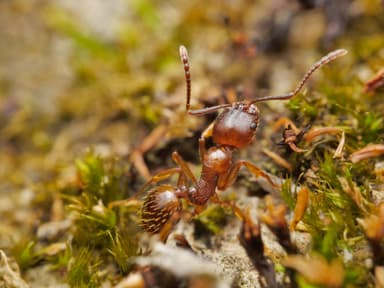 Aphaenogaster subterranea photo 60