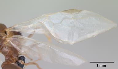 Aphaenogaster subterranea — queen photo 4