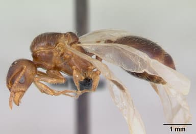 Aphaenogaster subterranea — queen photo 7