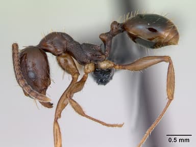 Aphaenogaster subterranea — queen photo 12