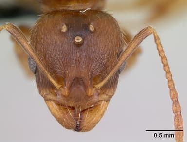 Aphaenogaster subterranea — queen photo 15