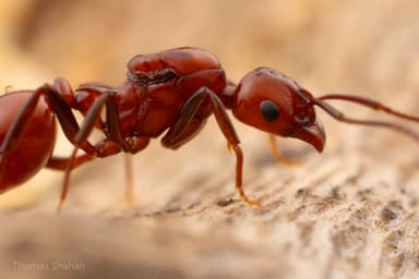 Aphaenogaster tennesseensis photo 13