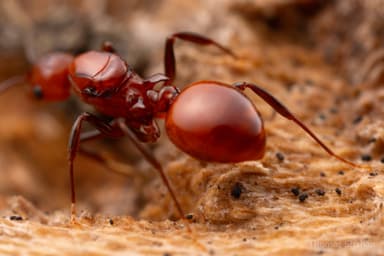 Aphaenogaster tennesseensis photo 16