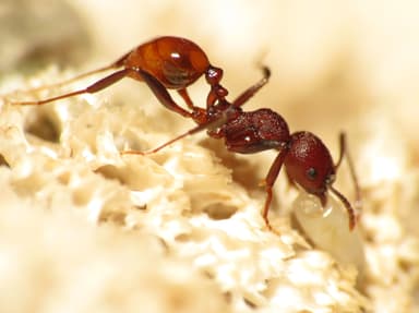Aphaenogaster tennesseensis photo 32