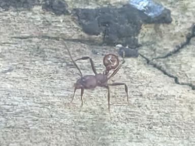 Aphaenogaster tennesseensis photo 33