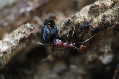 Aphaenogaster tennesseensis — worker photo 36
