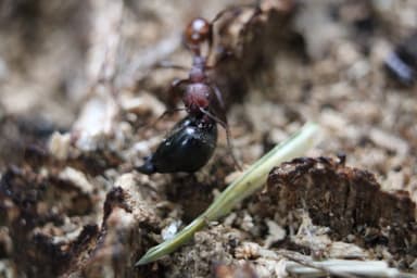 Aphaenogaster tennesseensis — worker photo 40