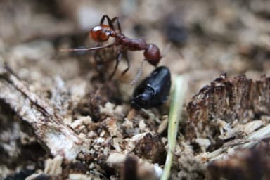 Aphaenogaster tennesseensis — worker photo 41