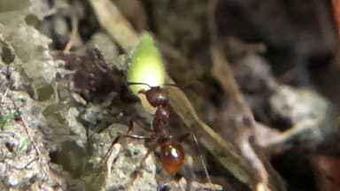 Aphaenogaster tennesseensis photo 42