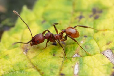 Aphaenogaster tennesseensis photo 44