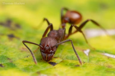 Aphaenogaster tennesseensis photo 45