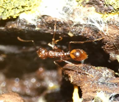 Aphaenogaster tennesseensis photo 46