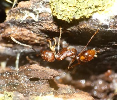 Aphaenogaster tennesseensis photo 47