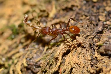 Aphaenogaster tennesseensis photo 49