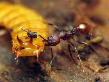 Aphaenogaster tennesseensis — worker photo 53