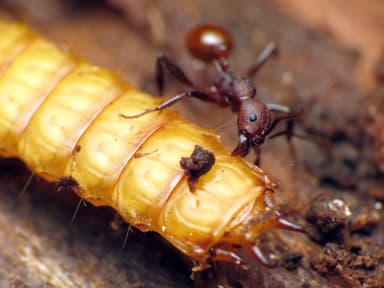 Aphaenogaster tennesseensis — worker photo 54