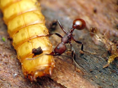 Aphaenogaster tennesseensis — worker photo 55