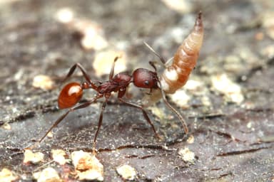 Aphaenogaster tennesseensis photo 56
