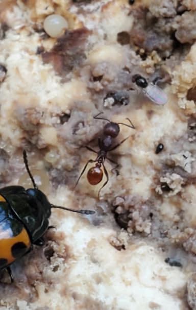 Aphaenogaster tennesseensis photo 57