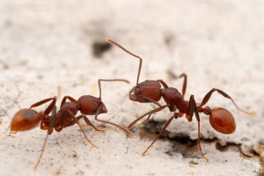 Aphaenogaster tennesseensis photo 58
