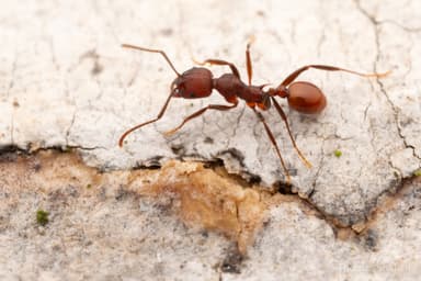 Aphaenogaster tennesseensis photo 59