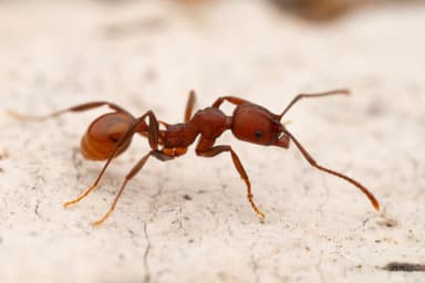 Aphaenogaster tennesseensis photo 60